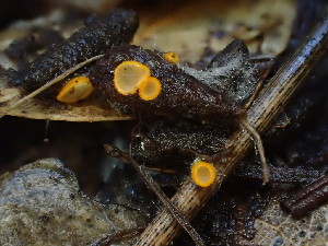  ( - FDS-CA-03219)  @11 [ ] by (2024) Justin Paulin Fungal Diversity Survey