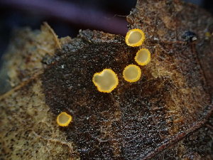  ( - FDS-CA-03219)  @11 [ ] by (2024) Justin Paulin Fungal Diversity Survey