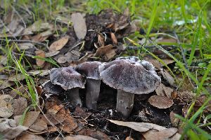  ( - FDS-CA-03428)  @11 [ ] by-nc (2024) Fresno Mycology Society Fungal Diversity Survey