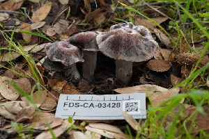  ( - FDS-CA-03428)  @11 [ ] by-nc (2024) Fresno Mycology Society Fungal Diversity Survey
