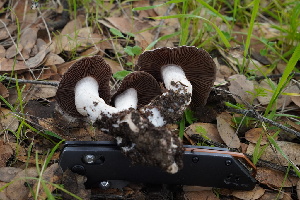  ( - FDS-CA-03428)  @11 [ ] by-nc (2024) Fresno Mycology Society Fungal Diversity Survey
