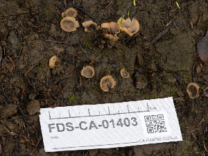  (Pseudotricharina - FDS-CA-01403)  @11 [ ] by-nc (2024) Stu Pickell Fungal Diversity Survey