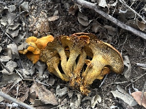  ( - FDS-CA-01554)  @11 [ ] c (2024) Rudy Diaz Fungal Diversity Survey