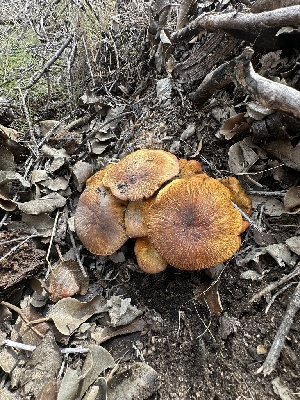  ( - FDS-CA-01554)  @11 [ ] c (2024) Rudy Diaz Fungal Diversity Survey