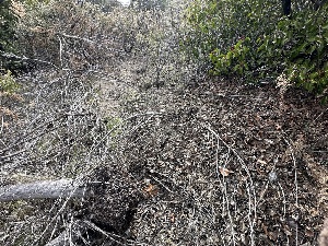  ( - FDS-CA-01554)  @11 [ ] c (2024) Rudy Diaz Fungal Diversity Survey