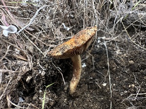  ( - FDS-CA-01572)  @11 [ ] c (2024) Rudy Diaz Fungal Diversity Survey