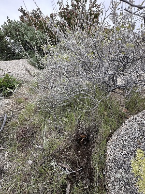 ( - FDS-CA-01572)  @11 [ ] c (2024) Rudy Diaz Fungal Diversity Survey