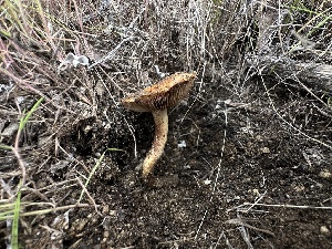  ( - FDS-CA-01572)  @11 [ ] c (2024) Rudy Diaz Fungal Diversity Survey