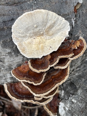  (Trametes versicolor - HAY-F-000419)  @11 [ ] cc-by-nc (2023) Damon Tighe FunDiS