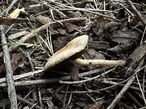  ( - FDS-CA-01570)  @11 [ ] c (2024) Rudy Diaz Fungal Diversity Survey