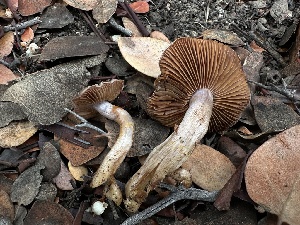  ( - FDS-CA-01558)  @11 [ ] c (2024) Rudy Diaz Fungal Diversity Survey