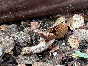  ( - FDS-CA-01558)  @11 [ ] c (2024) Rudy Diaz Fungal Diversity Survey