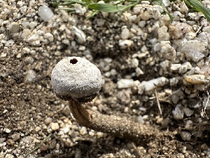  (Tulostoma sp. pulchellum-CA01 - FDS-CA-01552)  @11 [ ] c (2024) Rudy Diaz Fungal Diversity Survey