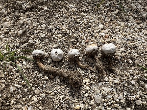  ( - FDS-CA-01552)  @11 [ ] c (2024) Rudy Diaz Fungal Diversity Survey