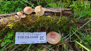  ( - FDS-CA-03429)  @11 [ ] by-nc (2024) Fresno Mycology Society Fungal Diversity Survey