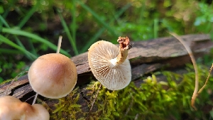  ( - FDS-CA-03429)  @11 [ ] by-nc (2024) Fresno Mycology Society Fungal Diversity Survey