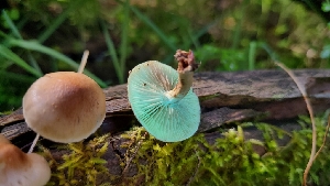  ( - FDS-CA-03429)  @11 [ ] by-nc (2024) Fresno Mycology Society Fungal Diversity Survey