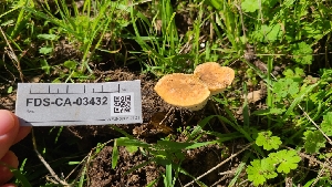  ( - FDS-CA-03432)  @11 [ ] by-nc (2024) Fresno Mycology Society Fungal Diversity Survey