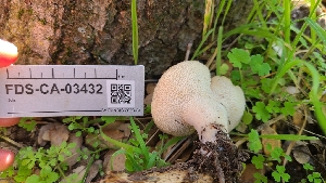  ( - FDS-CA-03432)  @11 [ ] by-nc (2024) Fresno Mycology Society Fungal Diversity Survey