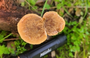  ( - FDS-CA-03432)  @11 [ ] by-nc (2024) Fresno Mycology Society Fungal Diversity Survey