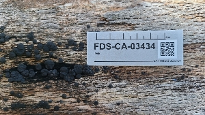 ( - FDS-CA-03434)  @11 [ ] by-nc (2024) Fresno Mycology Society Fungal Diversity Survey