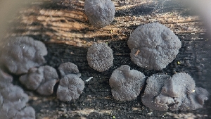  ( - FDS-CA-03434)  @11 [ ] by-nc (2024) Fresno Mycology Society Fungal Diversity Survey