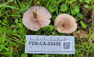  (Collybia sordida - FDS-CA-03435)  @11 [ ] by-nc (2024) Fresno Mycology Society Fungal Diversity Survey
