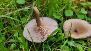  ( - FDS-CA-03435)  @11 [ ] by-nc (2024) Fresno Mycology Society Fungal Diversity Survey