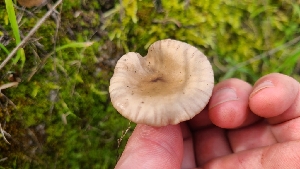  ( - FDS-CA-03435)  @11 [ ] by-nc (2024) Fresno Mycology Society Fungal Diversity Survey