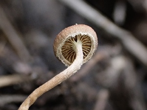  (Tubaria - FDS-CA-01576)  @11 [ ] c (2024) Rudy Diaz Fungal Diversity Survey