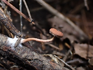  ( - FDS-CA-01576)  @11 [ ] c (2024) Rudy Diaz Fungal Diversity Survey