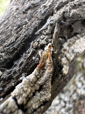  ( - FDS-CA-01579)  @11 [ ] c (2024) Rudy Diaz Fungal Diversity Survey