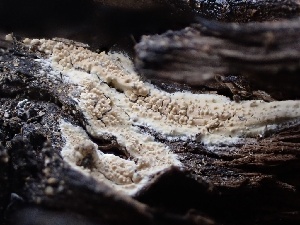  ( - FDS-CA-01579)  @11 [ ] c (2024) Rudy Diaz Fungal Diversity Survey