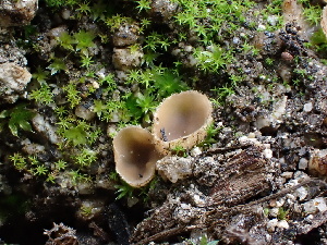 (Pseudotricharina sp. intermedia-CA01 - FDS-CA-01574)  @11 [ ] c (2024) Rudy Diaz Fungal Diversity Survey