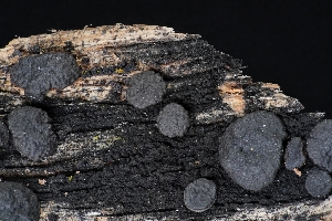  ( - FDS-CA-03434)  @11 [ ] by-nc (2024) Fresno Mycology Society Fungal Diversity Survey