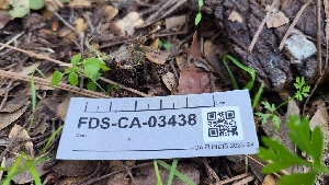  (Clitocybe sp. CA06 - FDS-CA-03438)  @11 [ ] by-nc (2024) Fresno Mycology Society Fungal Diversity Survey