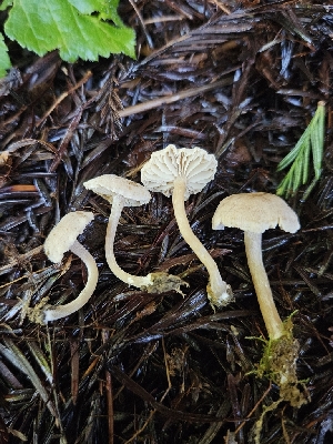  ( - FDS-CA-02170)  @11 [ ] by (2024) Mandy Hackney Fungal Diversity Survey