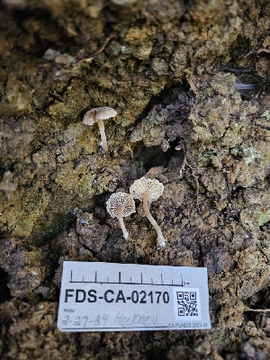  ( - FDS-CA-02170)  @11 [ ] by (2024) Mandy Hackney Fungal Diversity Survey