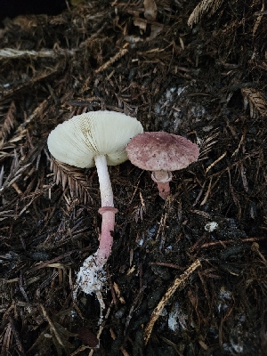  (Lepiota decorata - FDS-CA-02169)  @11 [ ] by (2024) Mandy Hackney Fungal Diversity Survey