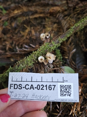  ( - FDS-CA-02167)  @11 [ ] by (2024) Mandy Hackney Fungal Diversity Survey