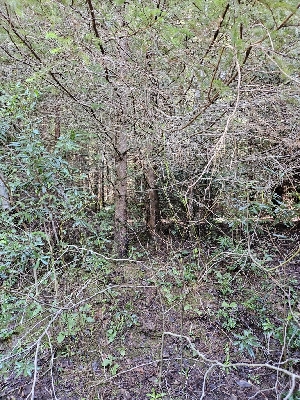  ( - FDS-CA-02167)  @11 [ ] by (2024) Mandy Hackney Fungal Diversity Survey