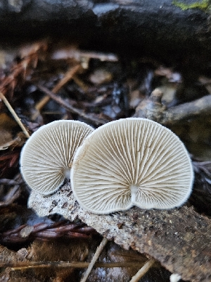  (Crepidotus sp. PNW03 - FDS-CA-02172)  @11 [ ] by (2024) Mandy Hackney Fungal Diversity Survey