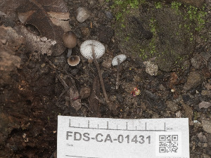  (Mycena sp. CA20 - FDS-CA-01431)  @11 [ ] by-nc (2024) Stu Pickell Fungal Diversity Survey