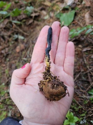  ( - FDS-CA-02165)  @11 [ ] by (2024) Mandy Hackney Fungal Diversity Survey