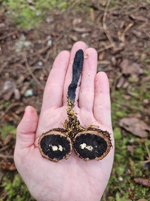  ( - FDS-CA-02165)  @11 [ ] by (2024) Mandy Hackney Fungal Diversity Survey