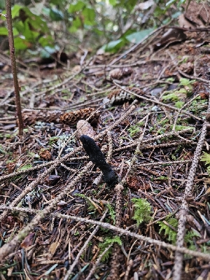  ( - FDS-CA-02165)  @11 [ ] by (2024) Mandy Hackney Fungal Diversity Survey