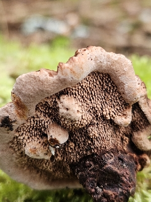  (Hydnellum sp. CA01 - FDS-CA-02163)  @11 [ ] by (2024) Mandy Hackney Fungal Diversity Survey