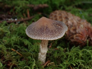  ( - FDS-CA-02158)  @11 [ ] by (2024) Mandy Hackney Fungal Diversity Survey