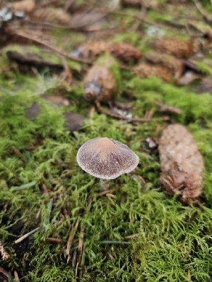  ( - FDS-CA-02158)  @11 [ ] by (2024) Mandy Hackney Fungal Diversity Survey
