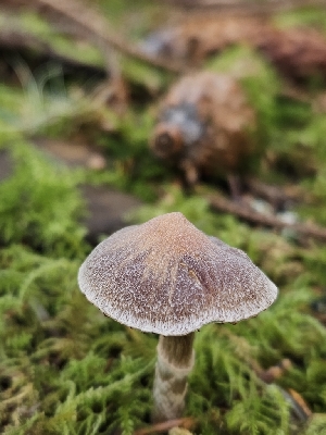  ( - FDS-CA-02158)  @11 [ ] by (2024) Mandy Hackney Fungal Diversity Survey